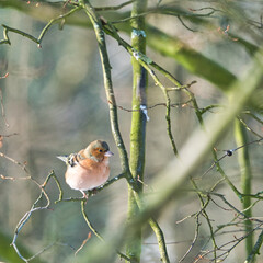 one cold chaffinch on a tree at a sunny and frosty winter day