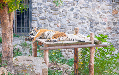 A tiger lies among the green plants in an aviary at the zoo. Quality image for your project