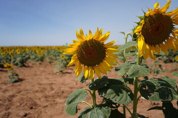 テキサス州で見た向日葵畑