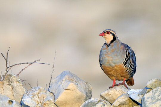 Rock Partridge  Alectoris graeca, beautiful colored bird Pag island, Croatia, natural stone background