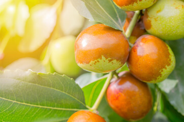 Ripe jojoba fruit on a tree branch close-up. Chinese date on a branch