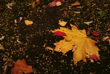 Yellow fallen maple leaf on the ground in autemn