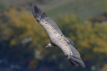 Griffon vulture Gyps fulvus in flight autumn colorful background