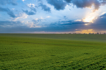 Panoramic view of the spring landscape, a field of green seedlings of winter wheat and the colorful...