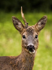 Und es gibt sie doch , die Einhörner