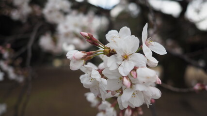 White Cherry blossoms. Sakura trees full bloom in Meguro Ward Tokyo Japan from March to April. Cherry blossom trees full bloom are perfect for sightseeing and festivals. Sakura flowers with 5 petals.