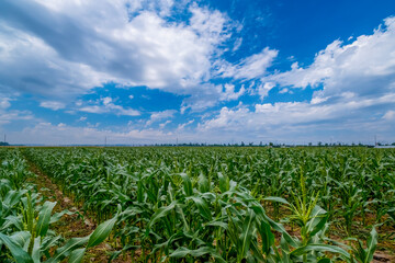 Fototapeta na wymiar A picturesque view on a beautiful summer day of a cornfield with young green rows of corn stretching into the distance, the landscape of an agricultural field.