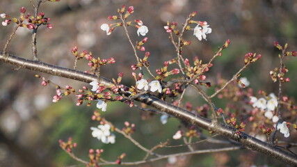White Cherry blossoms. Sakura trees full bloom in Meguro Ward Tokyo Japan from March to April. Cherry blossom trees full bloom are perfect for sightseeing and festivals. Sakura flowers with 5 petals.