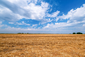 Mowed wheat fields under beautiful blue sky and clouds at summer sunny day. Big yellow field after harvesting.