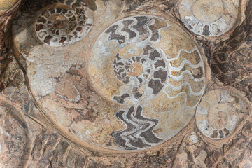 Fossilien aus Erfoud in der Sahara