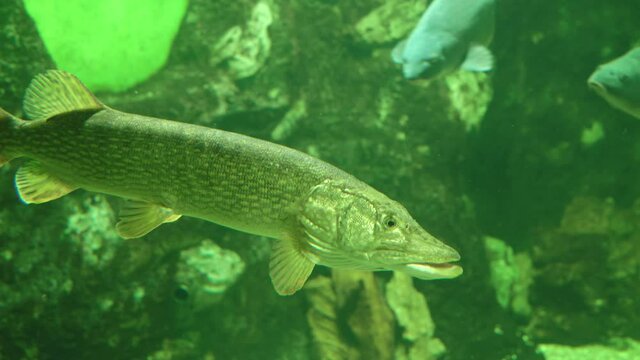 Common pike esox lucius in aquarium