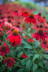 Echinacea blooming red coneflower for insect and Bee Friendly garden