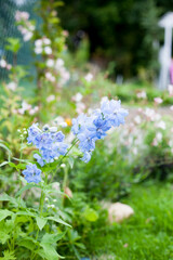 Flowering Delphinium Blue and White Bee, Delphinium hybridum Magic Fountains Mixed