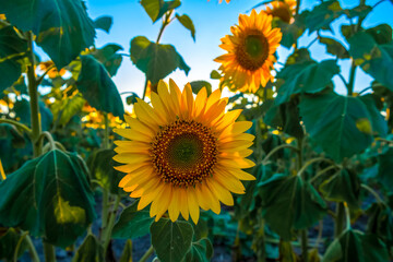 Obraz premium Close-up sunflower against the backdrop of a beautiful sunset.