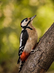 Buntspecht am Ast im Garten