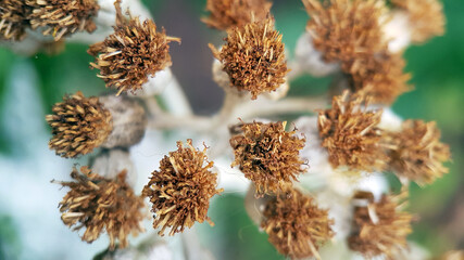 Dried seed heads flower summer 