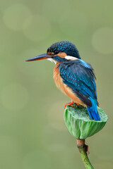 Lovely blue bird with spike head strengthening perching on lotus flower in placid lake