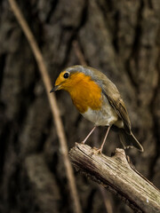 Rotkelchen schaut neugierig ob es was zu fressen gibt