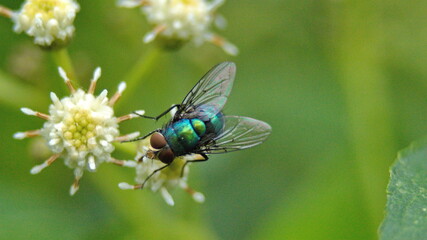 Blowfly on a cluster of white flowers in Cotacachi, Ecuador