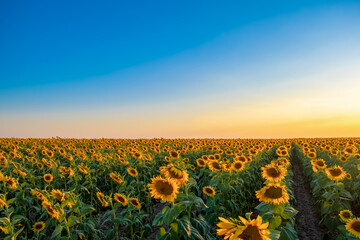 Field of blooming sunflowers on a background sunset. Beautiful summer landscape. Sunflowers in the field, summertime agricultural background.