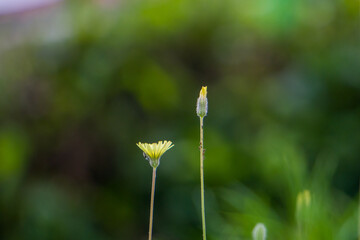 dandelion flower