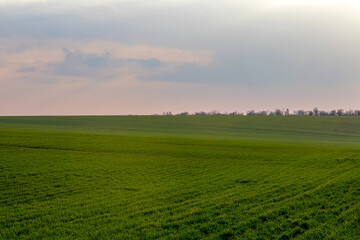 Fototapeta na wymiar Panoramic view of the spring landscape, a field of green seedlings of winter wheat and the colorful sky at sunset.