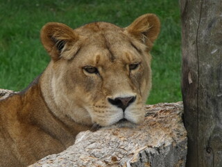 female lion