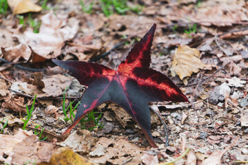 autumn leaves on the ground