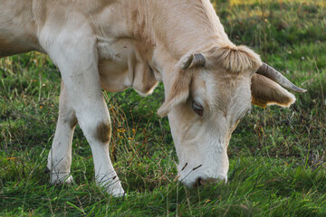 Cow grazing in a field