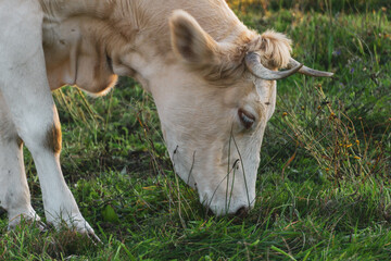 Cow grazing in a field
