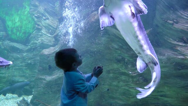 A boy in a jacket looks and touches a beluga