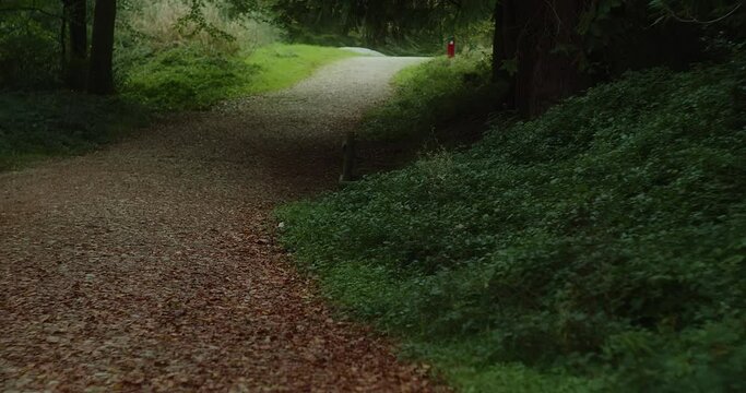 Quiet empty road through the green forest of Truro, England -Tilt up