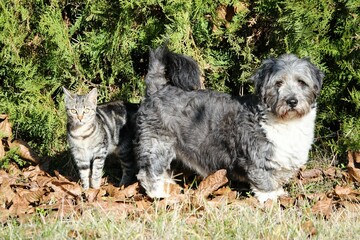 National pet day , dog and cat in the garden