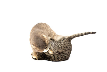 Kittens playing on white background