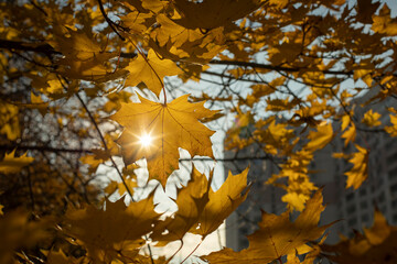 The sun shines through the maple fox. Autumn colors. Maple leaves turned yellow.