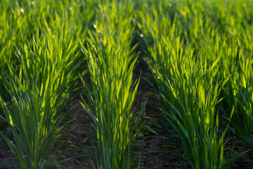 Young sprouts of winter wheat. Rows of young green shoots. Fertile agricultural land. Symmetrical rows of shoots of grain crops. A field of young wheat, barley, rye.