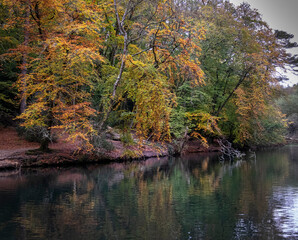 Autumn colours in full display at Waggoners Wells, Surrey.