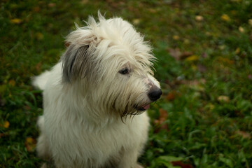 Dog on the street. A dog with thick hair.