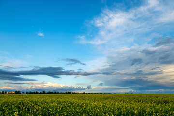 Blooming canola field and blue sky with clouds.