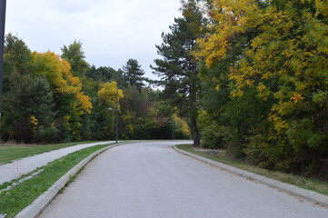 An empty road that passes through a beautiful autumn forest
