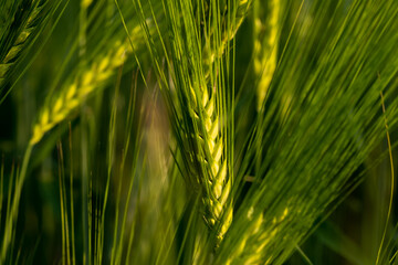 Unripe ears of wheat growing in the field. Wheat ears close-up.