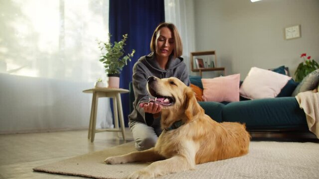 Young woman petting dog in living-room, golden retriever lying with female owner near sofa. Having fun together with lovely pet. Happy puppy waving his tail. Handler stroking labrador. 