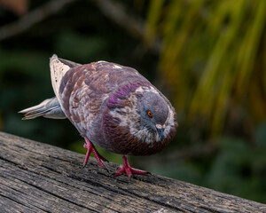 A pigeon trying to be attractive to female doves