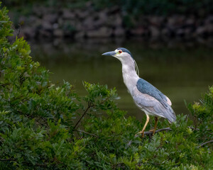 Fototapeta premium A heron perched on top of a tree