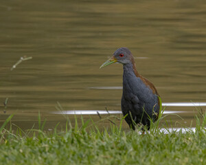 A bird looking for food in the grass