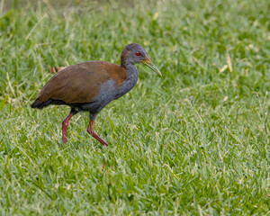 A bird looking for food in the grass