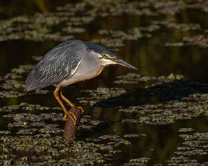 A small heron resting perched on a dead trunk in the pond