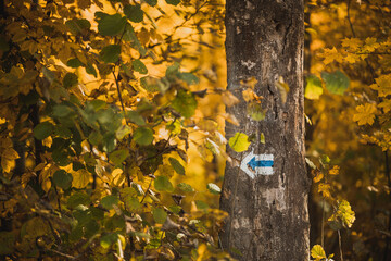 blue trail sign on a tree in autumn
