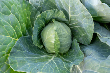 Fototapeta premium A head of fresh green cabbage grown in the field. Close-up view of the cabbage from above.