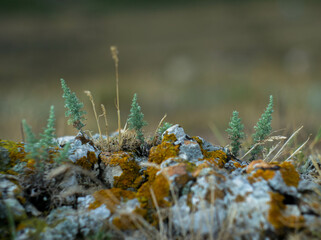 mini green еккуы on rock